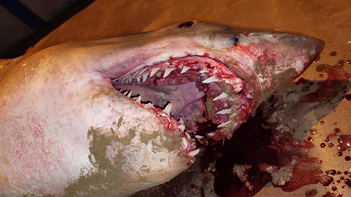 El tiburón hallado en Mazarrón, en detalle.