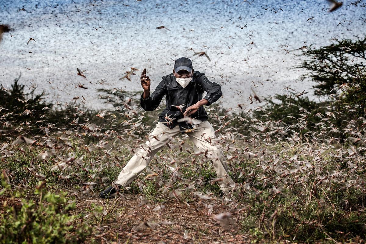 Otra de las fotos premiadas al barcelonés Luís Tato. Un hombre intenta abrirse camino en medio de una impresionante plaga de langostas en Kenia.