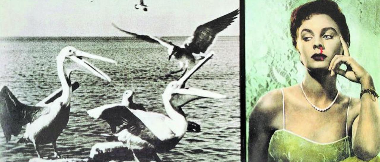 Fotografía de 1984 de Baldessari. ‘Pelicanos mirando a una mujer que sangra por la nariz’. | | FIRMA FOTÓGRAFO