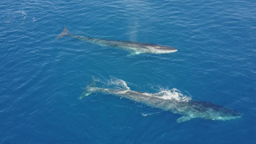Cetaceos-vilanova