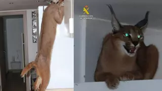 Registran una vivienda tras una denuncia por robo en Muro de Alcoy y hallan un caracal, el "lince Africano", vivo y asustado