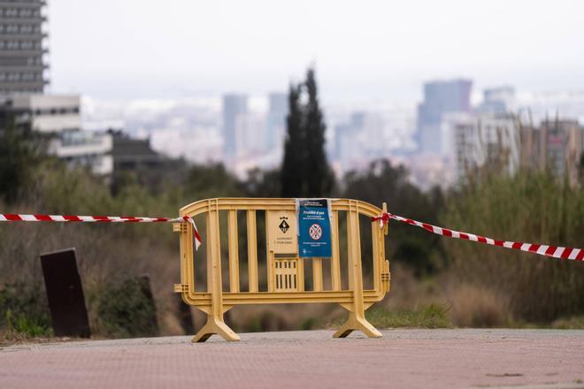 El hallazgo de tres jabalíes muertos por peste porcina en Barcelona y Sant Cugat pone trabas a la reapertura de Collserola