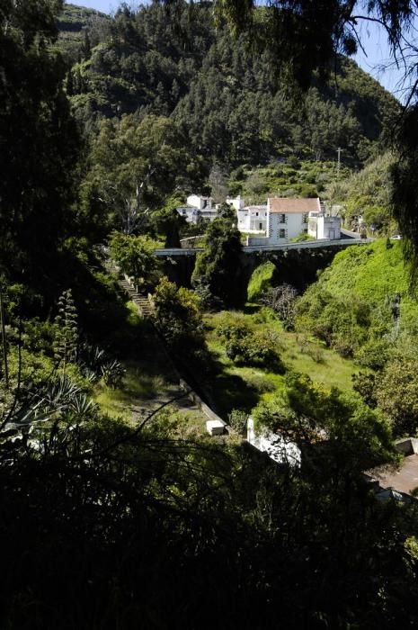 VERDOR EN EL CAMPO GRANCANARIO