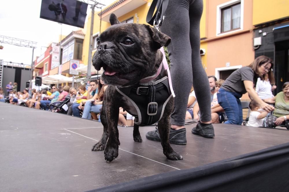 Pasarela de adopción de mascotas en Los Realejos