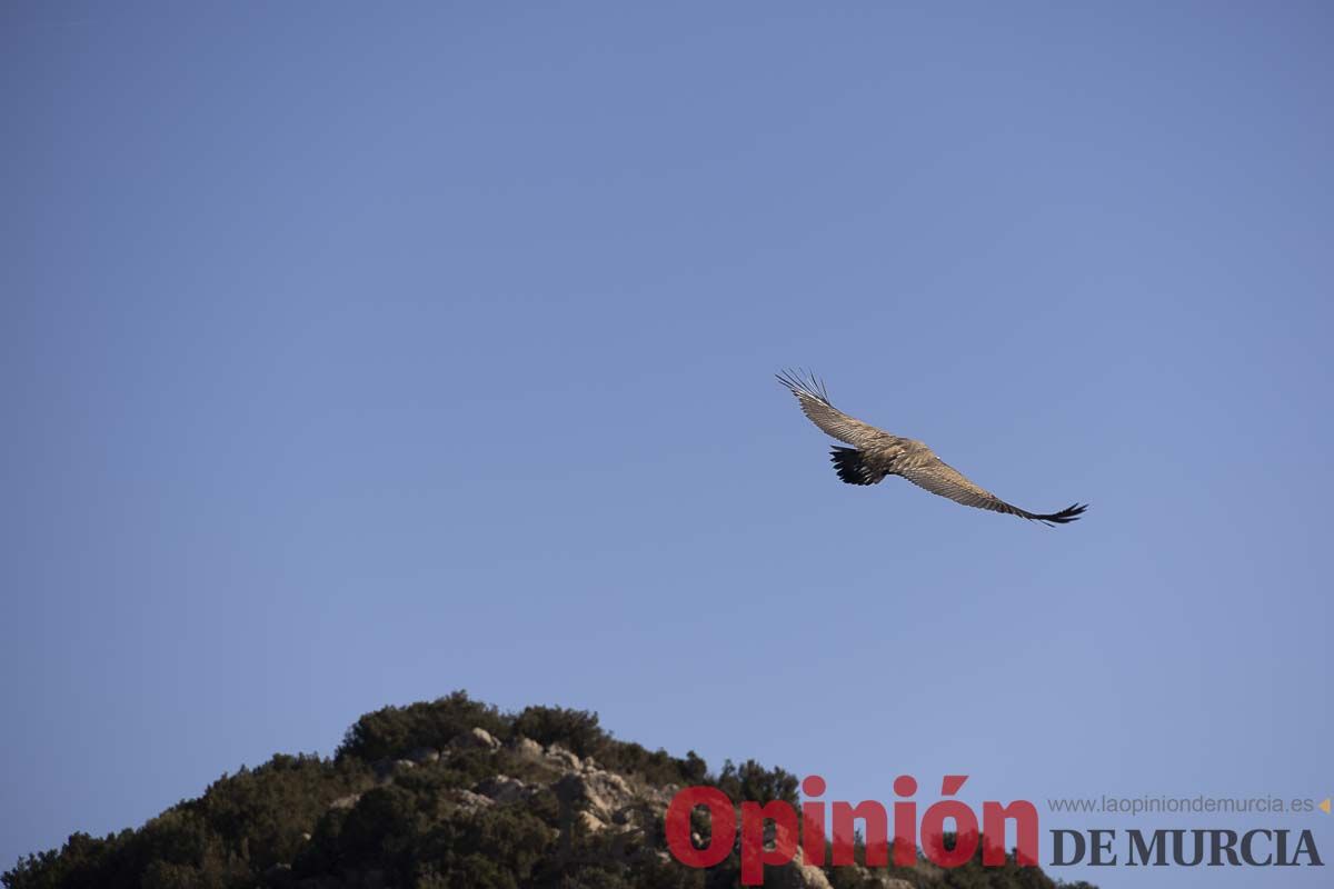 Suelta de dos buitres leonados en la Sierra de Mojantes en Caravaca