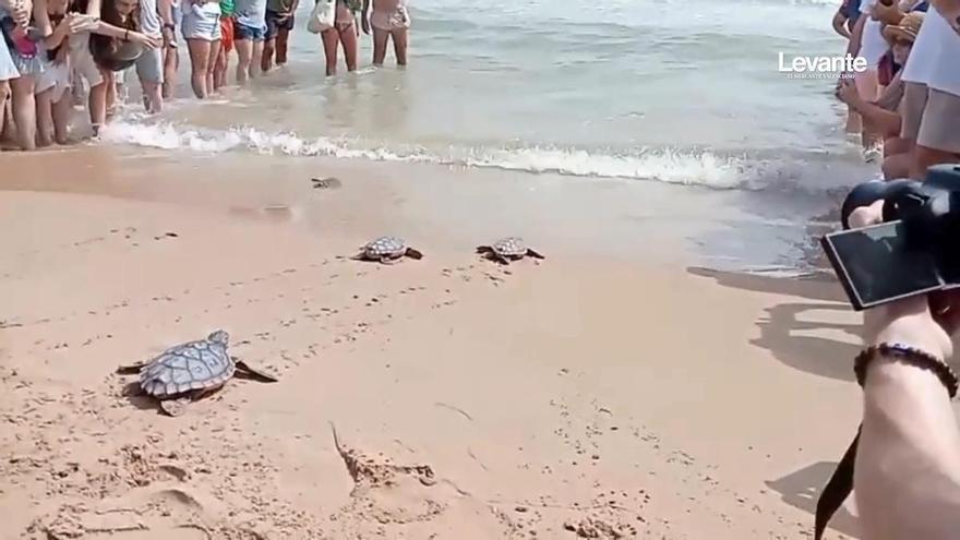 Suelta de tortugas en la playa de Piles: "Nos gustaría que volvieran dentro de 20 años aquí a poner sus huevos"