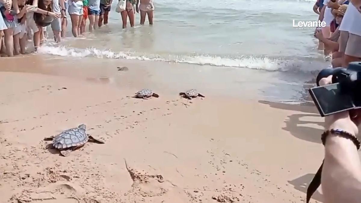 Suelta de tortugas en la playa de Piles: "Nos gustaría que volvieran dentro de 20 años aquí a poner sus huevos"