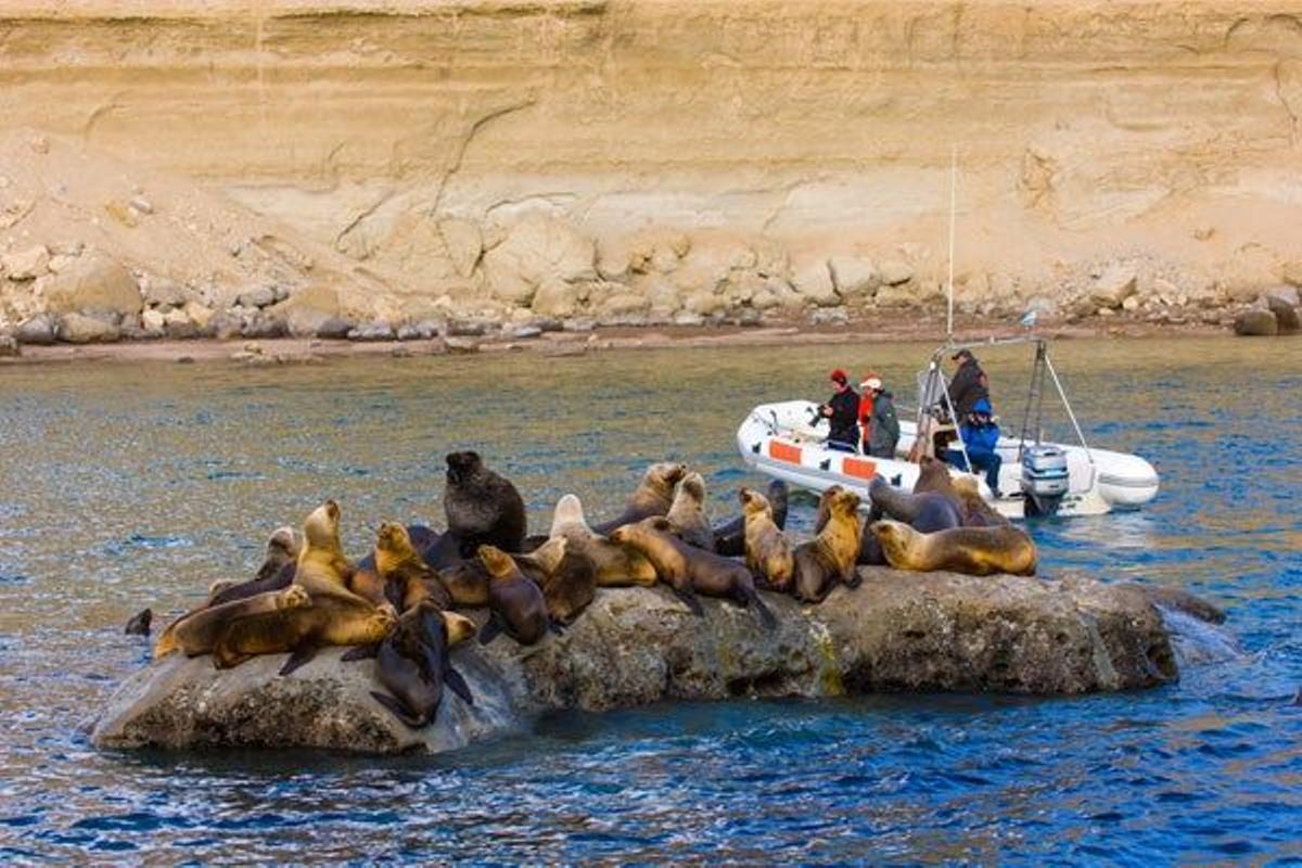 Leones marinos en Península Valdés.