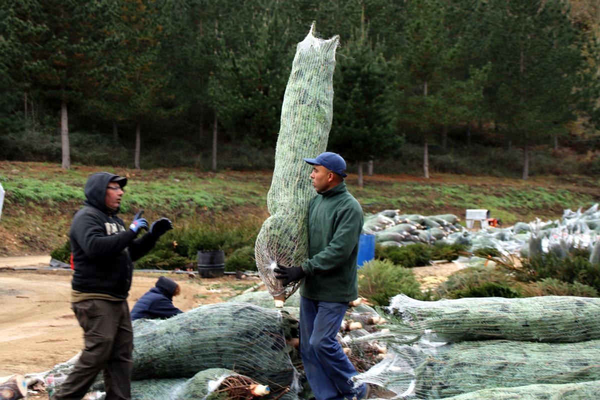 Un home carregant un avet