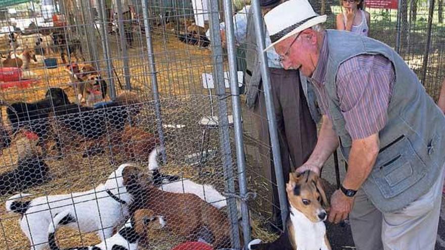 Río Ulla reúne a 400 perros en la III Feria Canina con la que abre su Festa  do Socio - Faro de Vigo