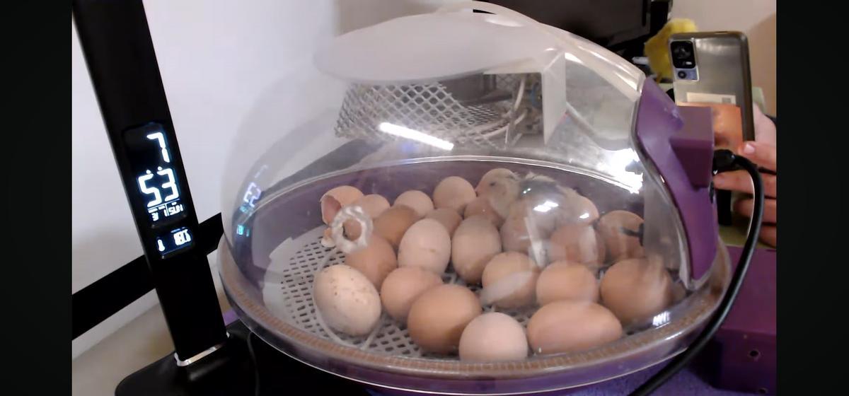 La incubadora con los huevos de pita pinta