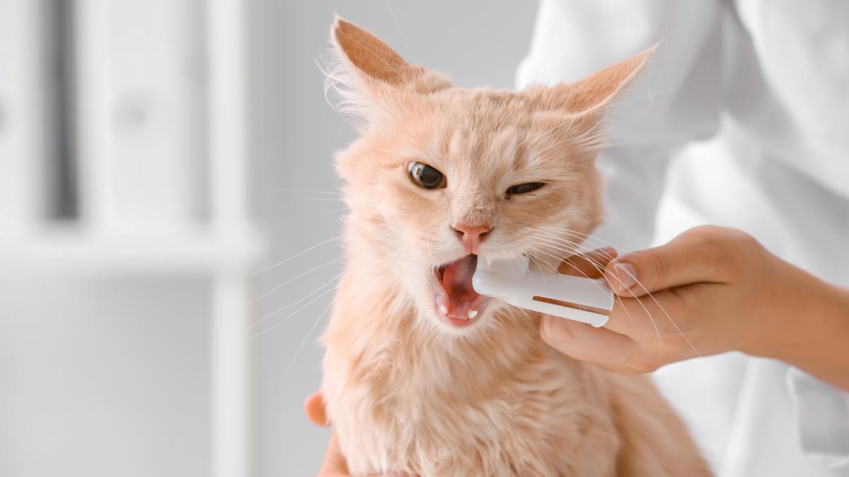 Cepillar los dientes a los gatos puede ser especialmente complicado.