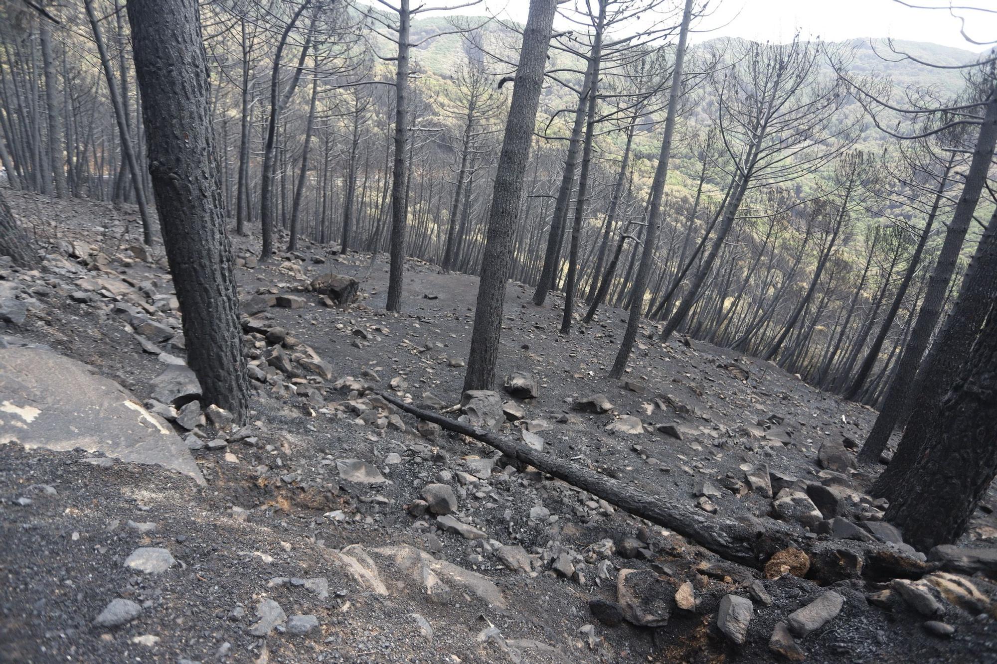 El Paraje de las Peñas Blancas en Estepona arrasado por el fuego