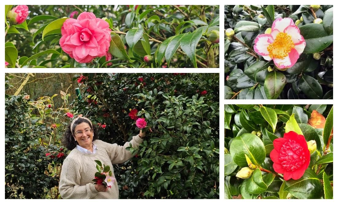 El jardin de camelias de María Jesús Guitérrez, en imágenes