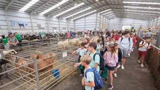 Cien quesos de leche de cabra participan en el concurso Tebefe