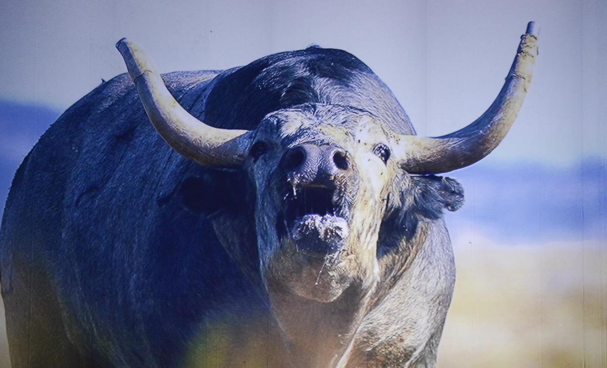 Galocho, el Enmaromado de 2025, bramando en el video rodado en la finca de Coria.