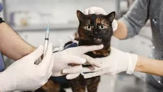 La EMA recomienda la primera vacuna para gatos con tecnología ARN que los protege frente a 5 enfermedades graves