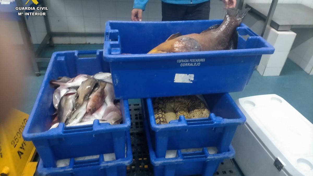 Imagen del pescado intervenido por la Guardia Civil en Fuerteventura.