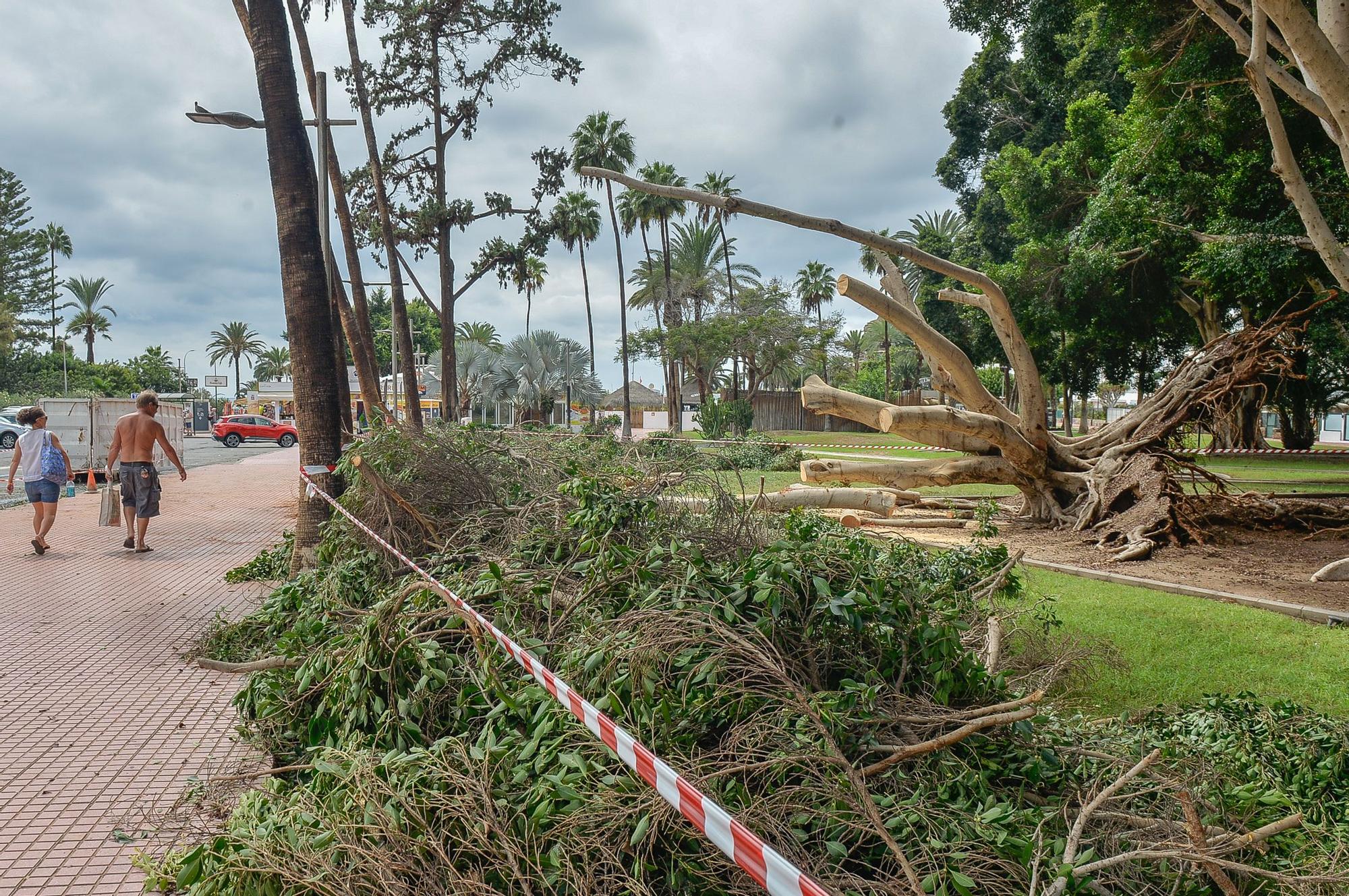 Dia después de la lluvia en Puerto Rico y Playa del Inglés