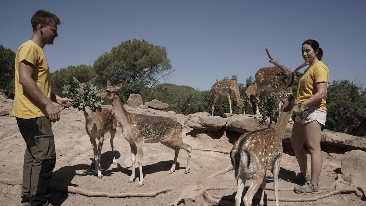 Les daines viuen en grup a la Granja Natura de Navàs