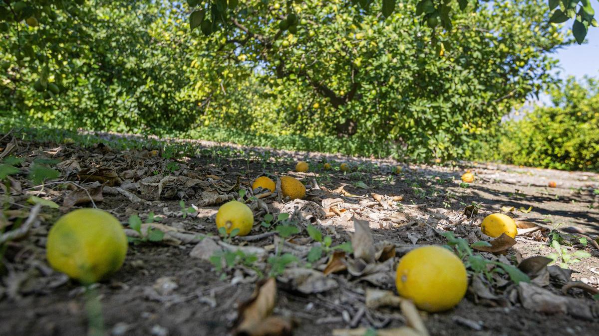 El calor está afectando a la cosecha de limones, que se está recogiendo con un tamaño mucho menor del que se esperaba.
