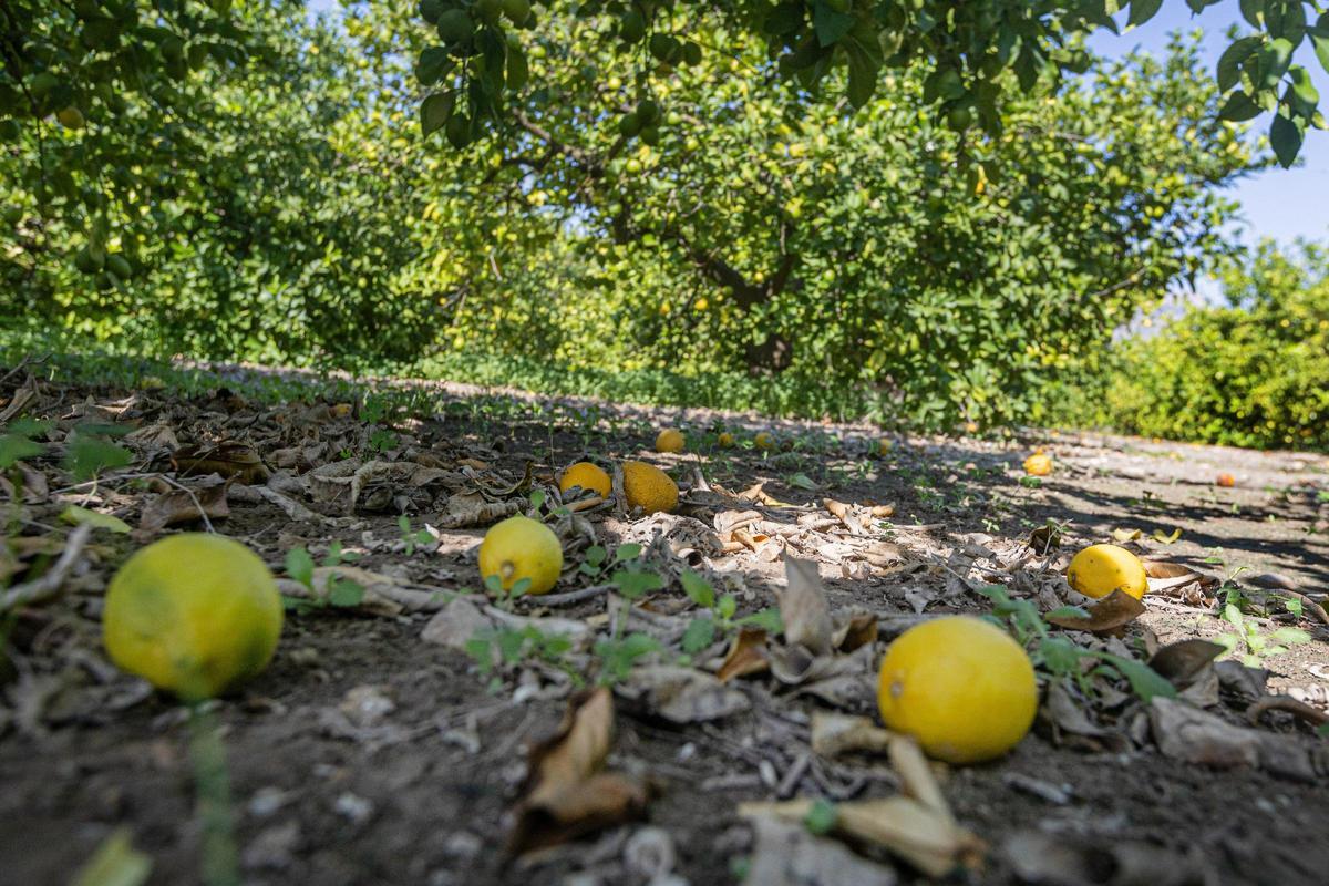 El calor está afectando a la cosecha de limones, que se está recogiendo con un tamaño mucho menor del que se esperaba.