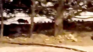 El PSOE avisa de una "alarmante invasión de ratas" en Sevilla y el PP le responde: "se ha sextuplicado la inversión"