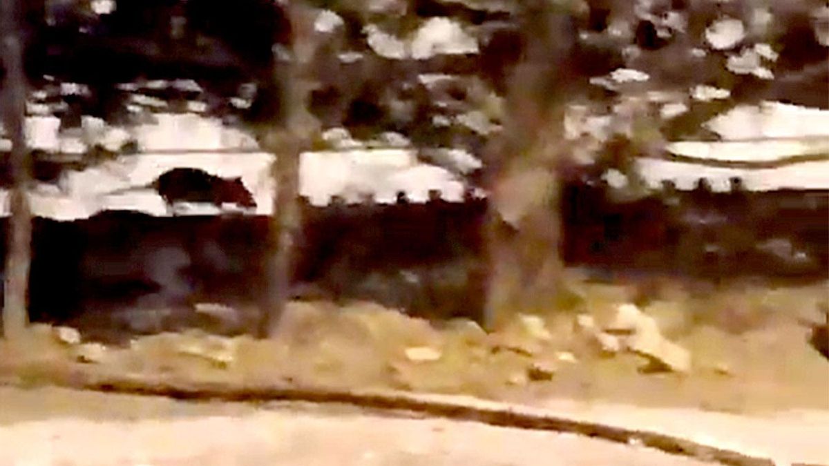 Vídeo de archivo con ratas en Sevilla Este.