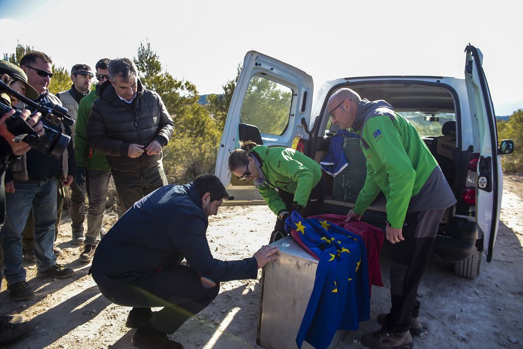 Las imágenes de la llegada de tres ejemplares de lince ibérico a las montañas de Lorca