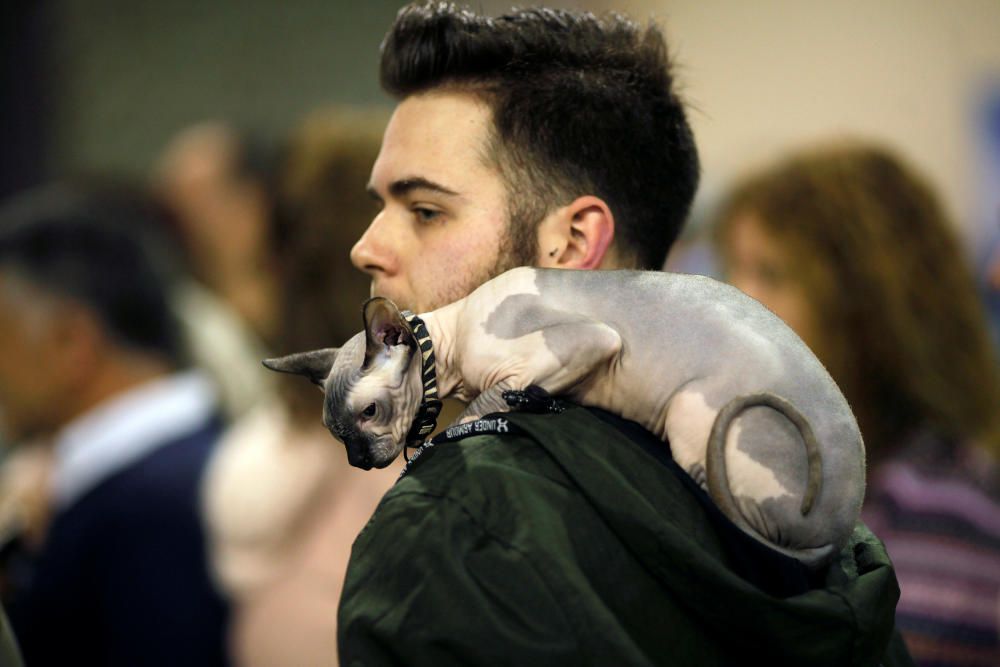 A man carries a cat on his back during the fifth ...