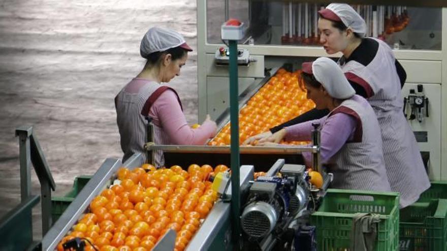 La Cooperativa de Algemesí contratará a 1.420 trabajadores para envasar 85.000 toneladas de fruta