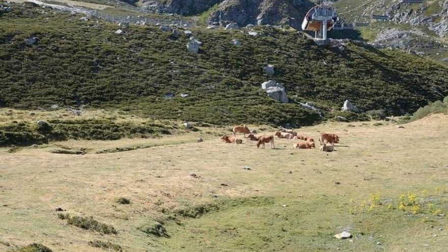 Confinamiento vacuno en Aller: 3.000 reses inmovilizadas en el puerto Ajo tras dar una positivo en tuberculosis