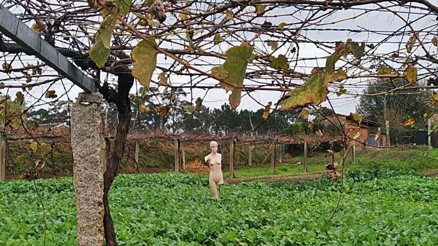 El espantapájaros en el solar de Vilalonga.  | // T.H.