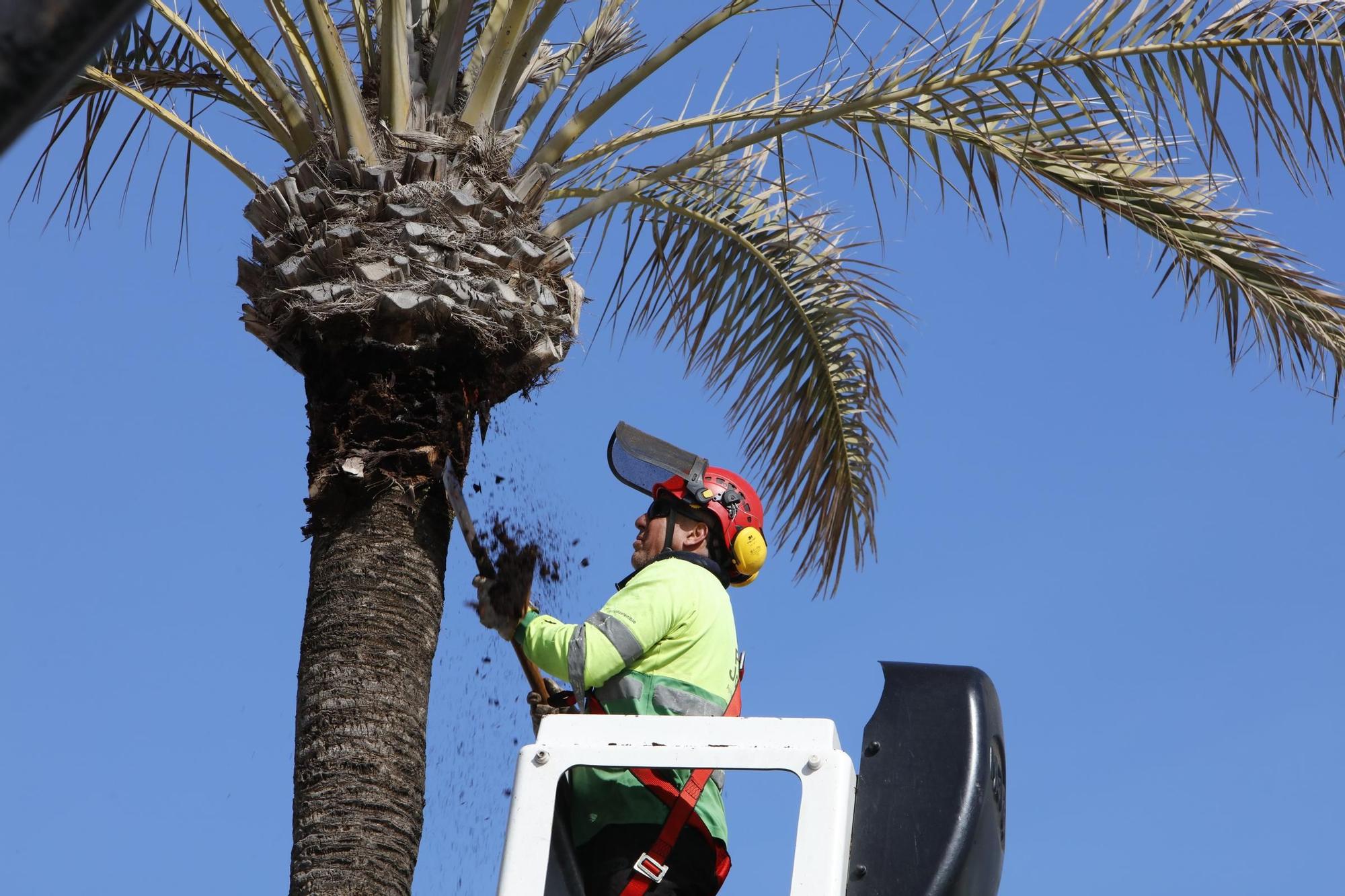 Mallorca erwacht aus dem Winterschlaf: So sieht es derzeit an der Playa de Palma aus