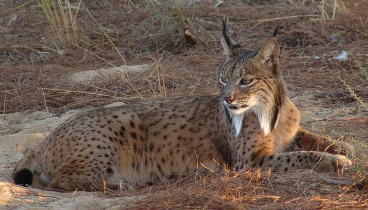 Ejemplar de lince ibérico