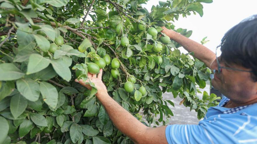 La UE autoriza el uso del herbicida clave para los cítricos otros diez años