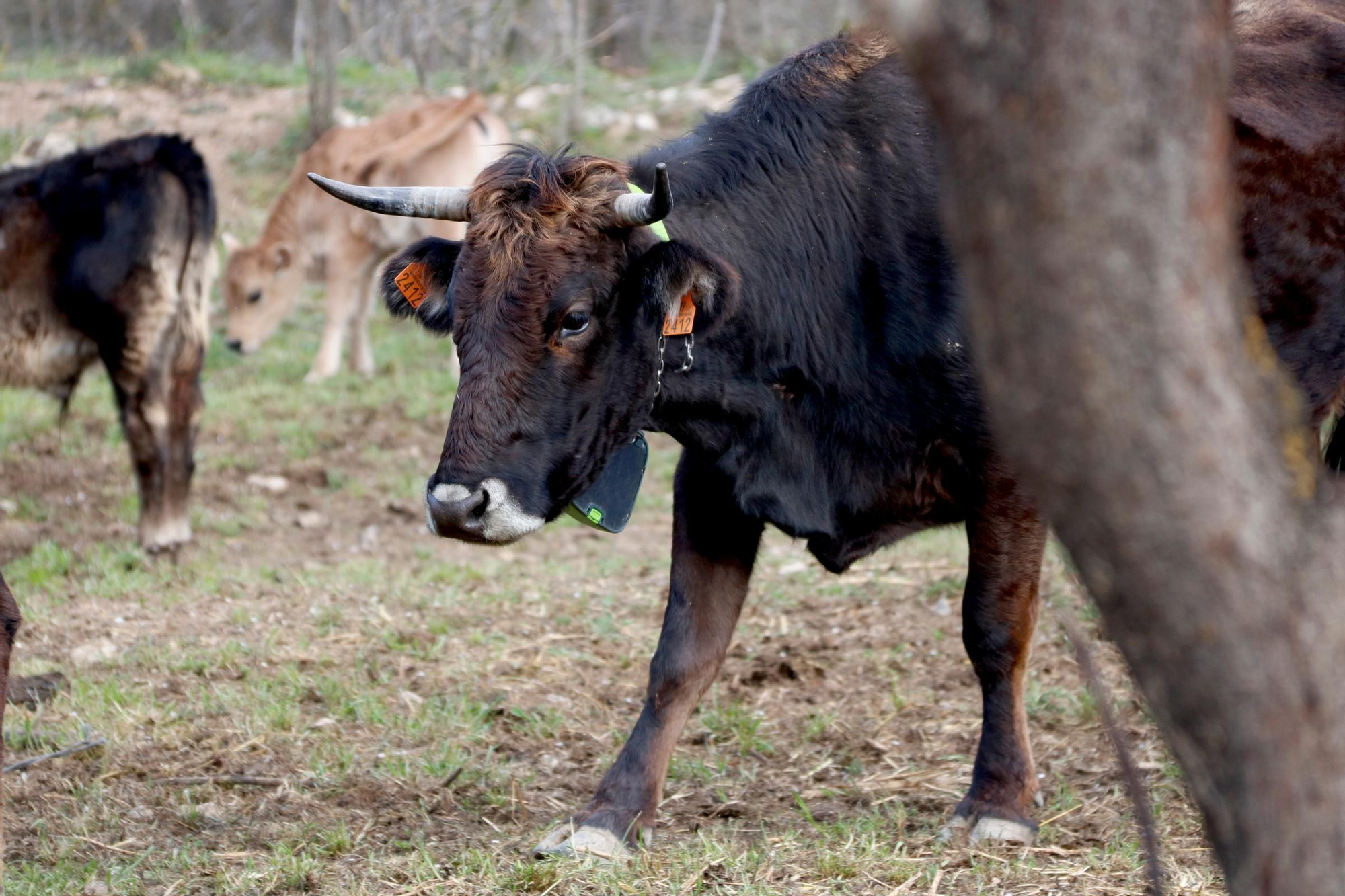 Les fotos de la vaca de l&#039;Albera, una raça en perill d&#039;extinció que es recupera