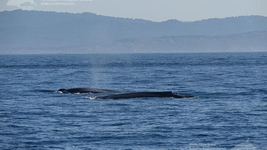 La mayor concentración de ballenas jamás documentada en Galicia