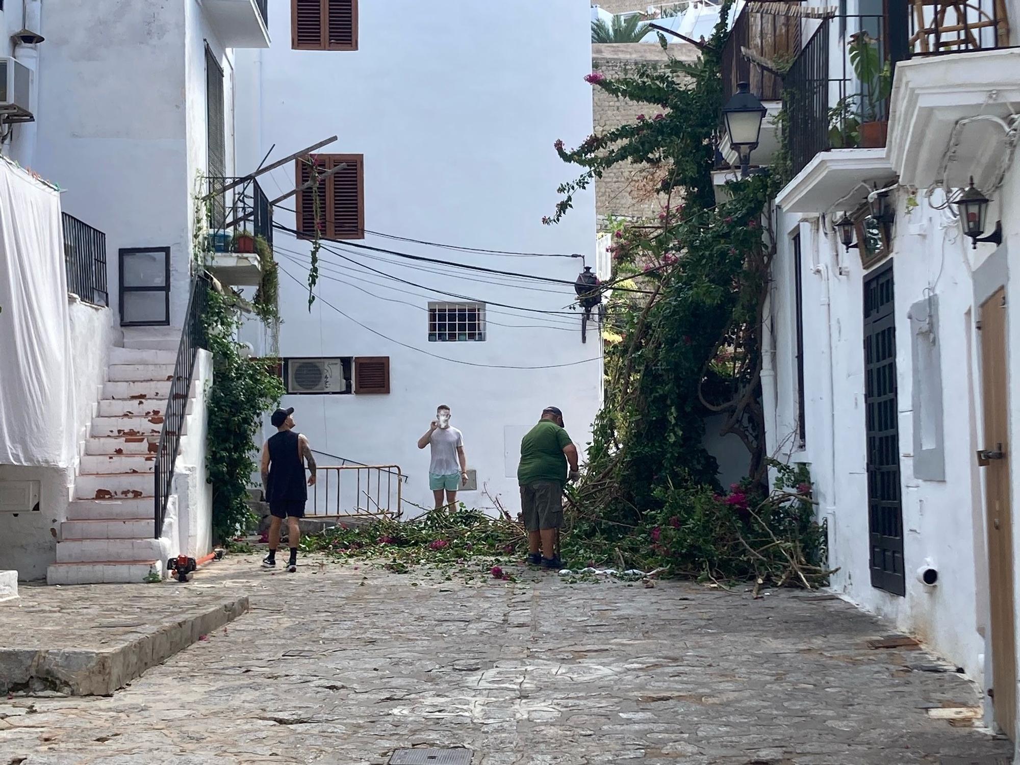 Mira aquí las imágenes de la buganvilla que ha caído dejando bloqueada una calle de sa Penya