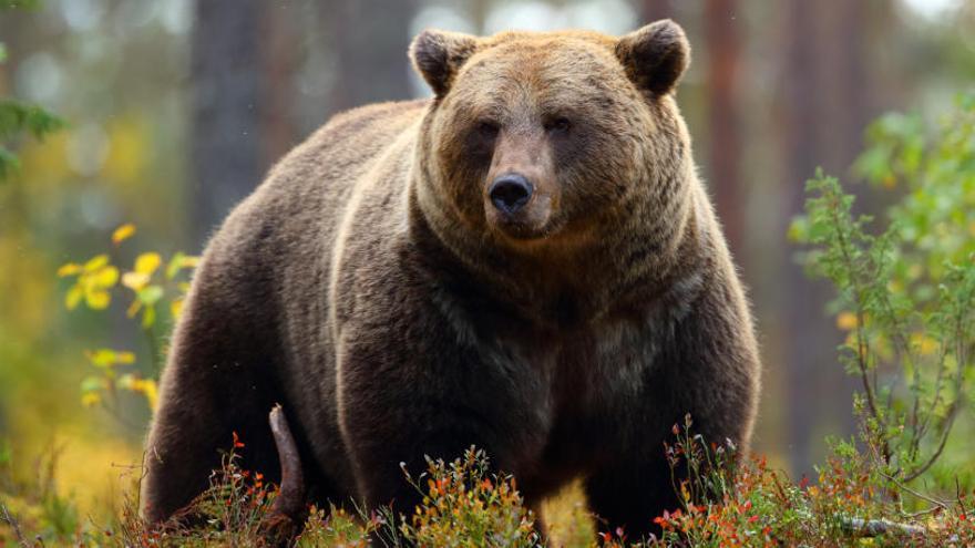 Un oso grizzly, autor del ataque en Ottawa.