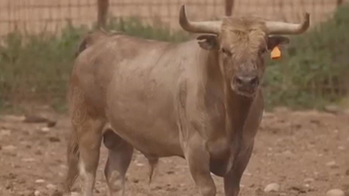 Saoio, el astado que correrá en Amposta la ABTE tras la muerte de Peloncillo.