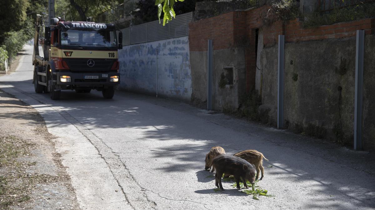 Un grupo de jabatos buscan comida por el barrio de El Rectoret.