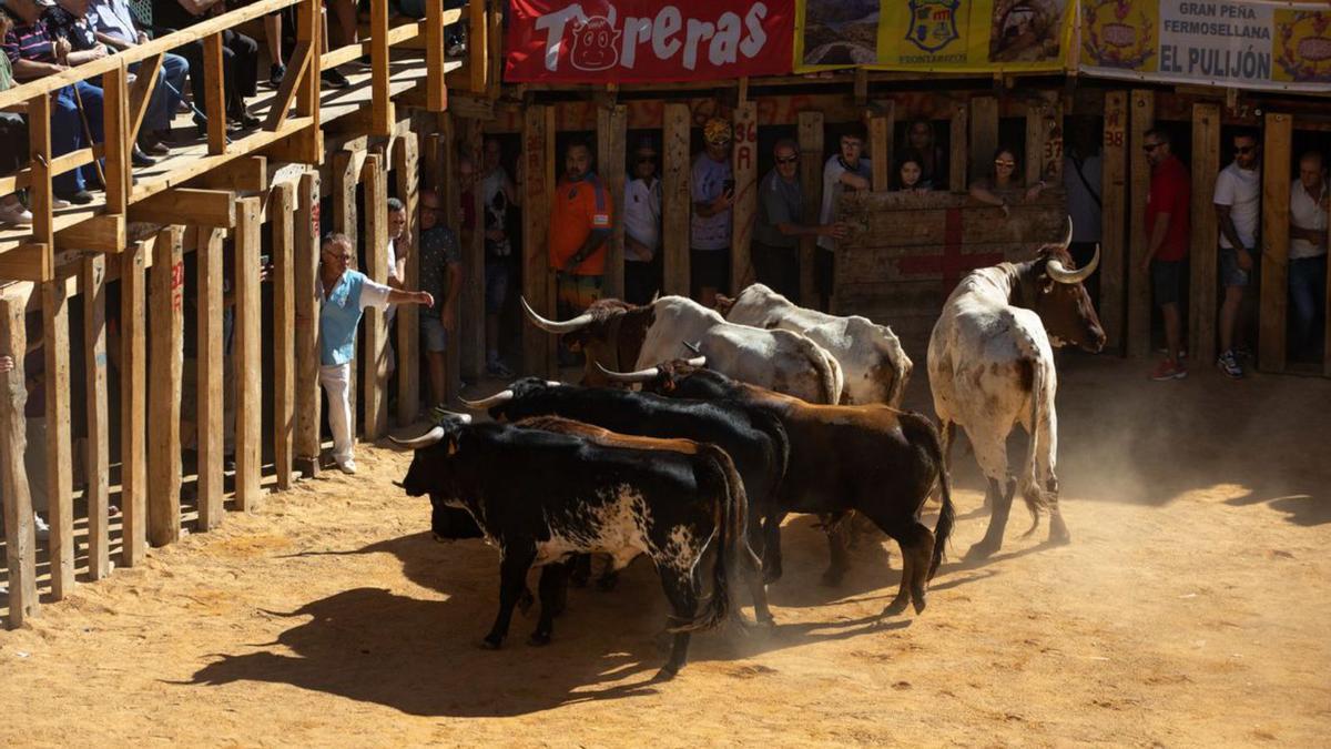 Los toros en su llegada a la plaza. | Ana Burrieza