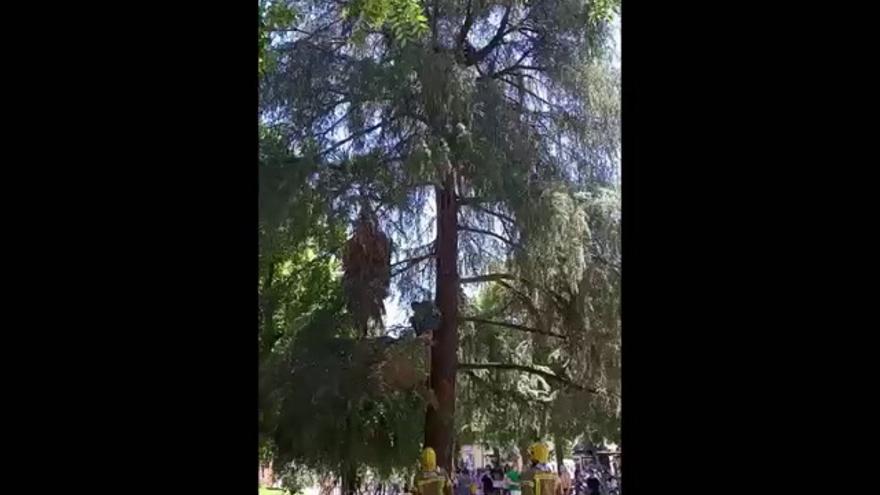 El hombre pájaro de Cáceres se sube a un pino para llamar la atención del ayuntamiento