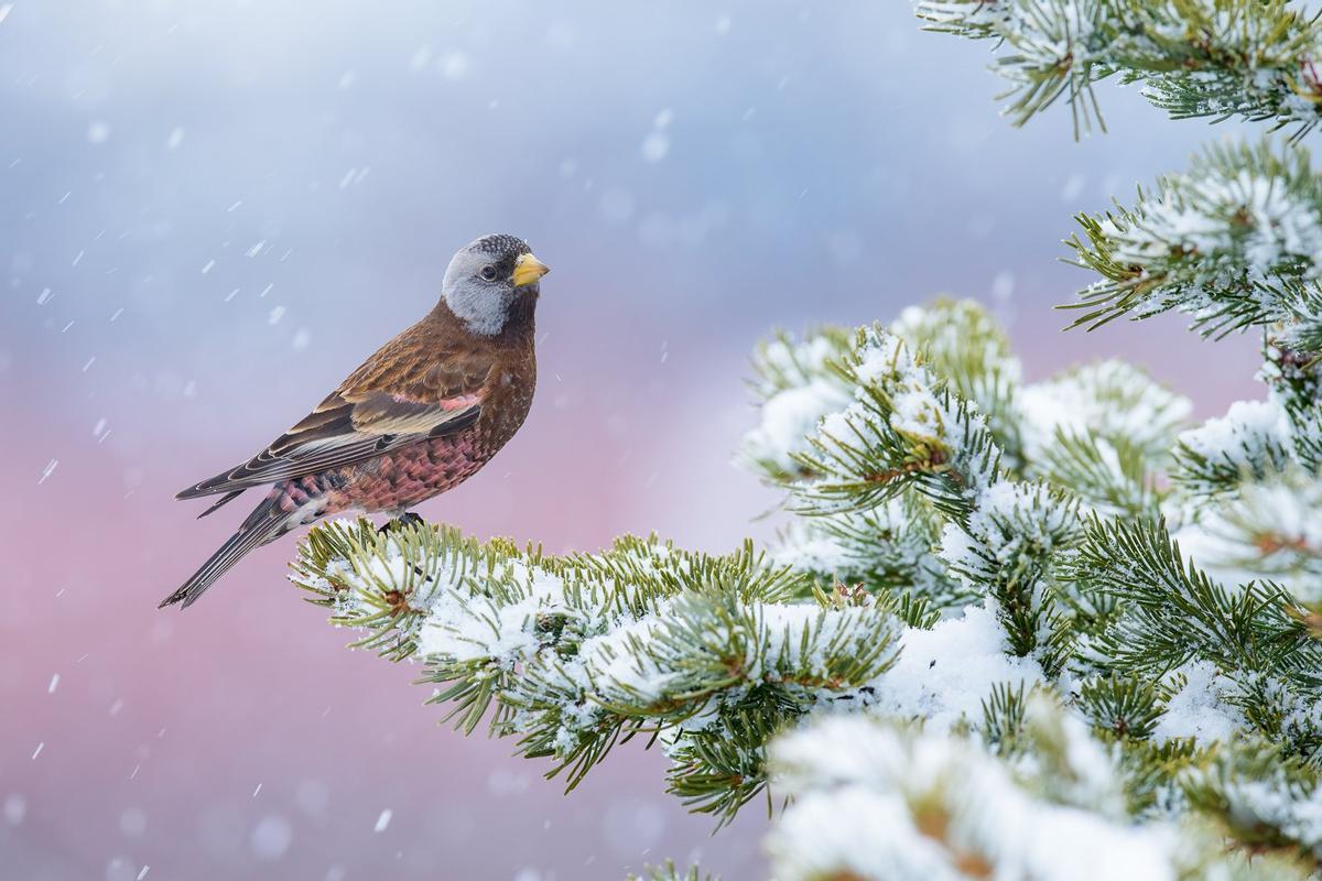 'Rosa de invierno', oro en la categoría de mejor retrato.