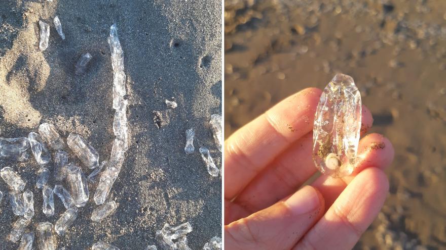 ¿Qué son los organismos gelatinosos que han aparecido en las playas de Málaga?