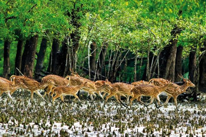 Ciervos moteados, Bagerhat, Bangladesh