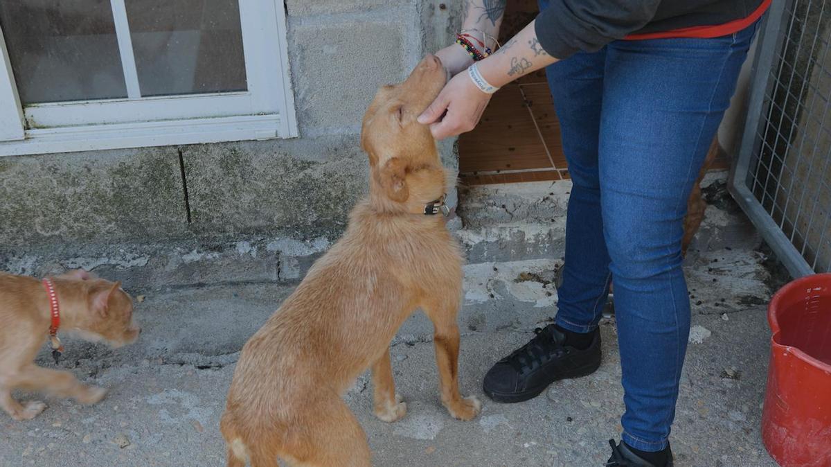 Podenco en la Protectora de Animais do Morrazo