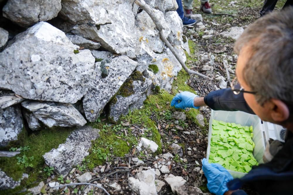 So kehren 88 Mallorca-Winzlinge in die Freiheit zurück