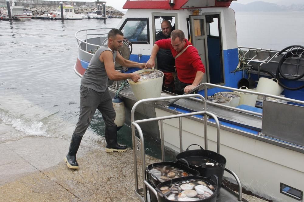 Las primeras descargas de pulpo en el puerto de Bueu // Santos Álvarez